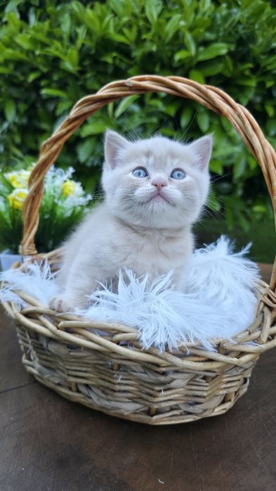 Британки,British,Cinnamon, Chocolate, Red,Cinnamon Tortie