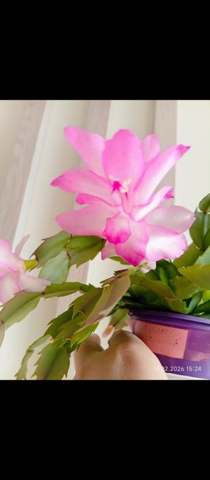 Комнатные растения/ комнатные цветы