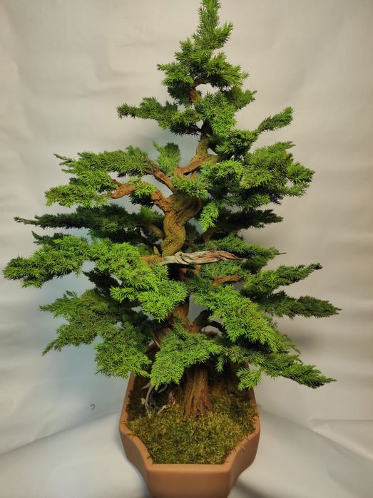 Продам Бонсай (голубой мозжевельник)