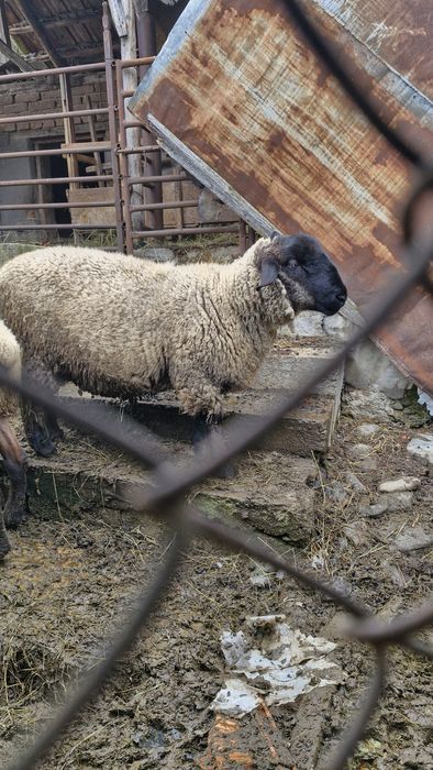 Berbec suffolk 10 luni