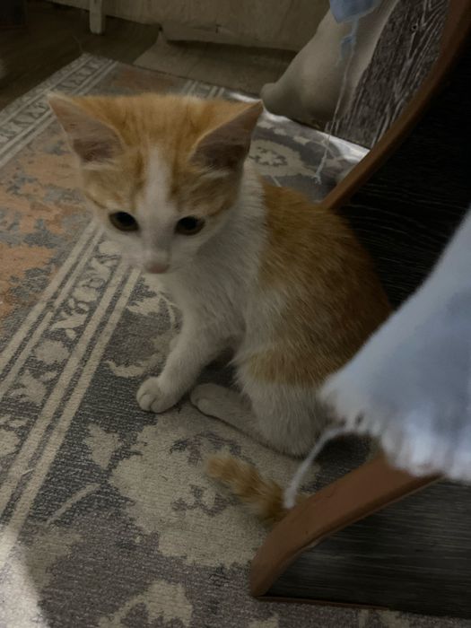 отдам котят в хорошие руки.