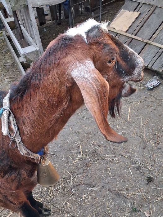 Capre Anglonubian vând