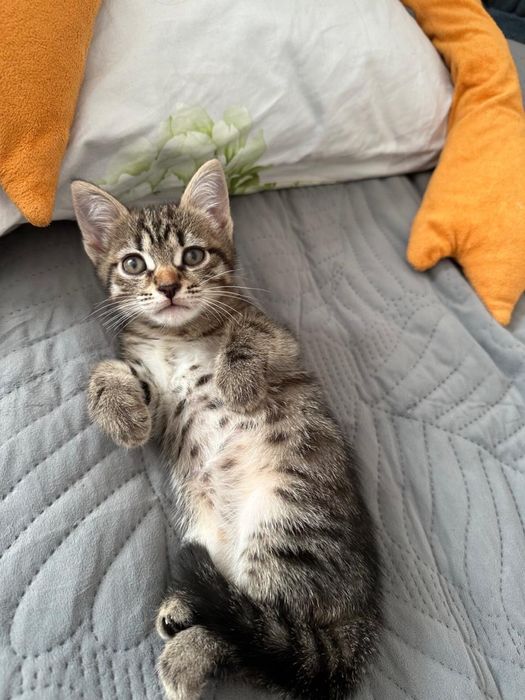 2 котика, британцы