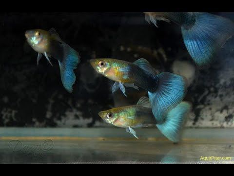 Продам Гуппи ассорти и породы