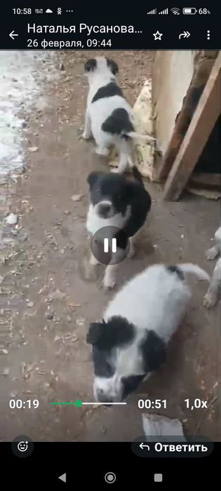 Отдам бесплатно щенков метисов