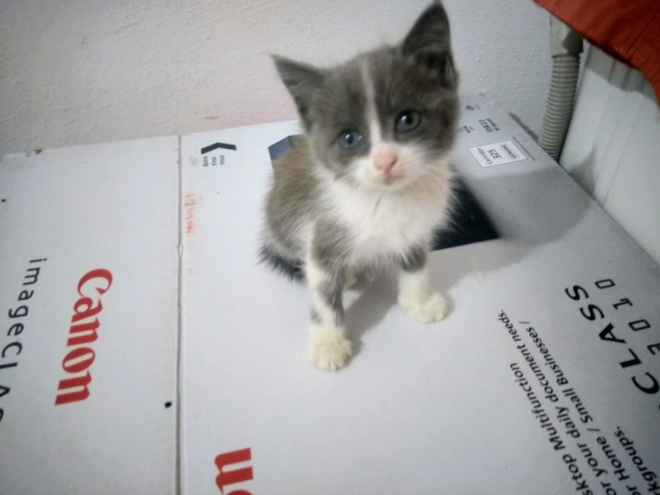 Котёнок в добрые руки!