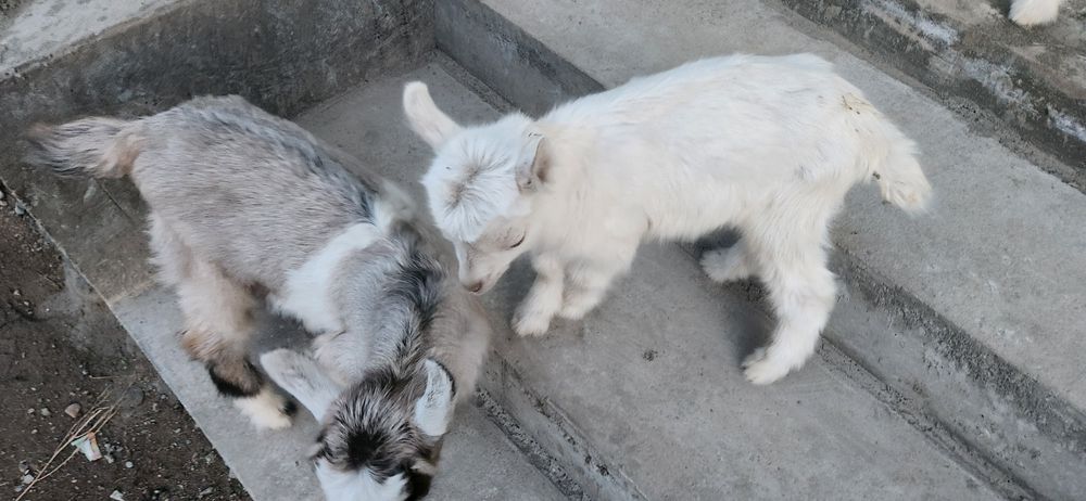 Продам козлята 5шт