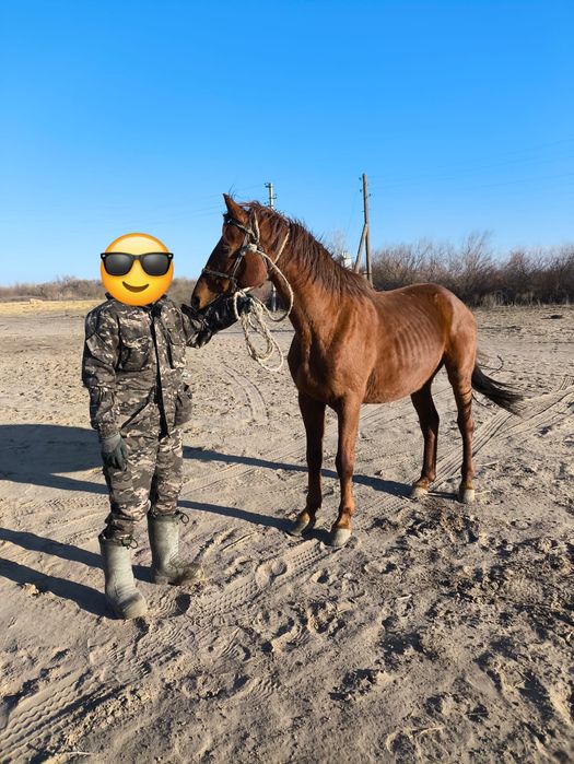 Керемет Айғыр сатылады