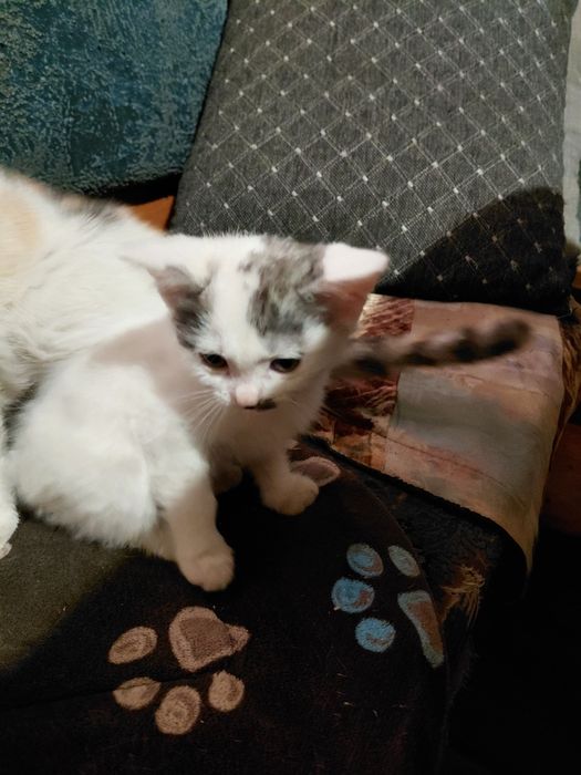 Котёнка в добрые руки