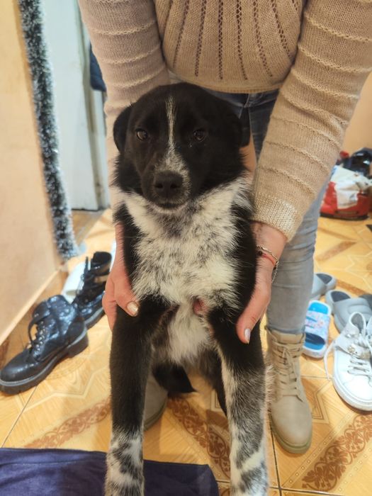 Donez cățel urgent