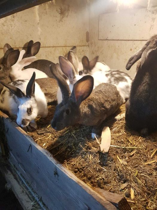 Iepuri de vanzare 3 luni 80 lei bucate, 150 lei 2, Movilita ,Vrancea