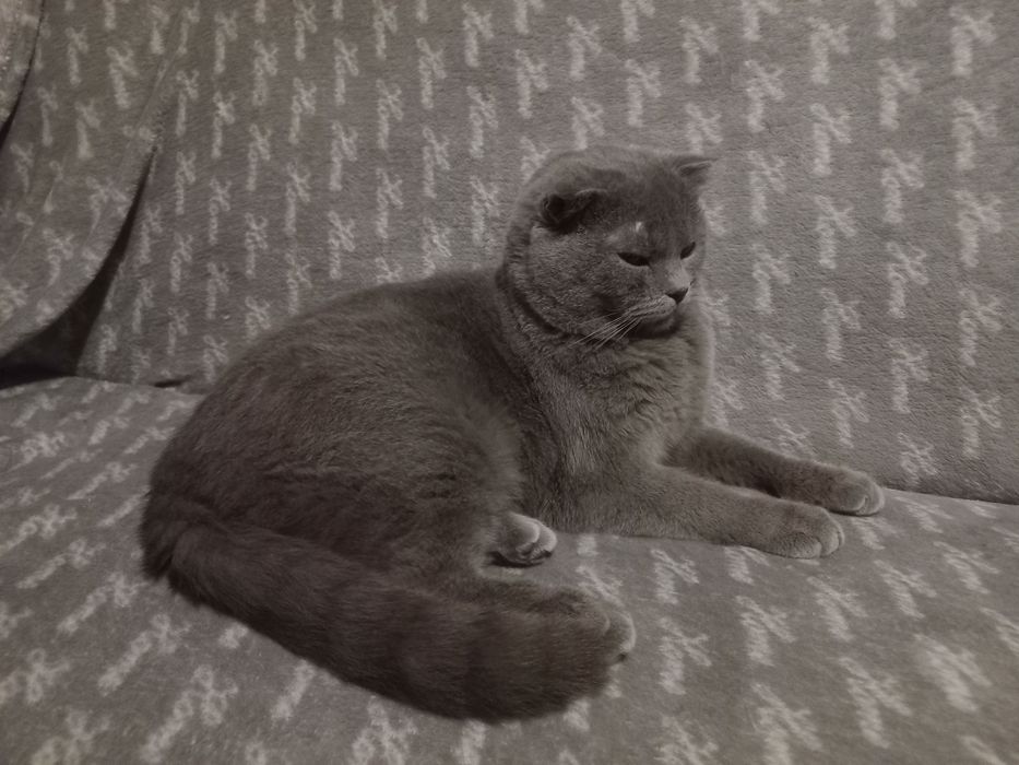 Скоттиш фолд сотилади