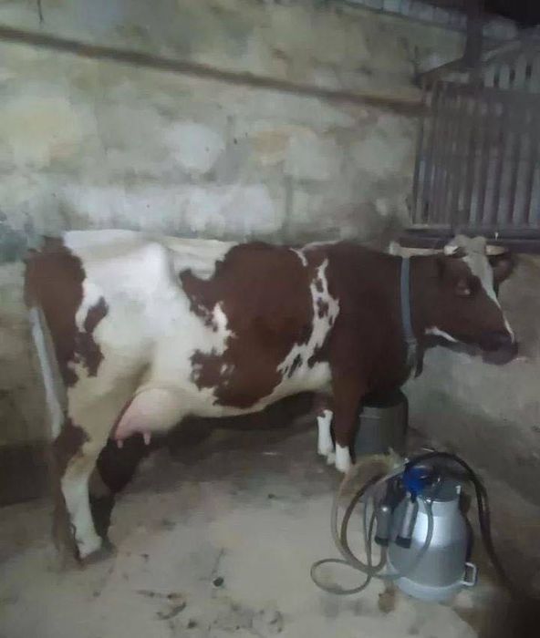Продажа молочная корова:::
