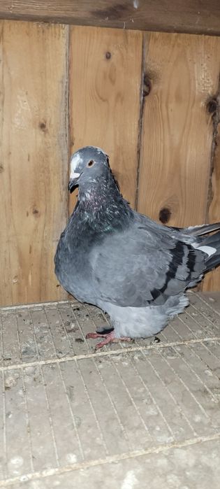 Porumbei mondaini francez