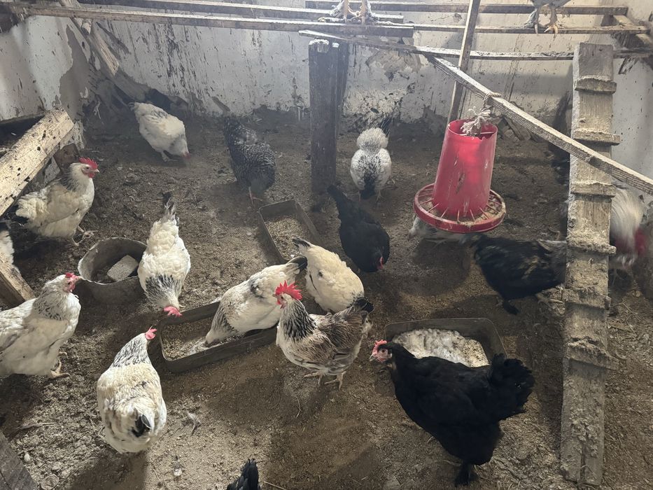 Яйцо инкубационное