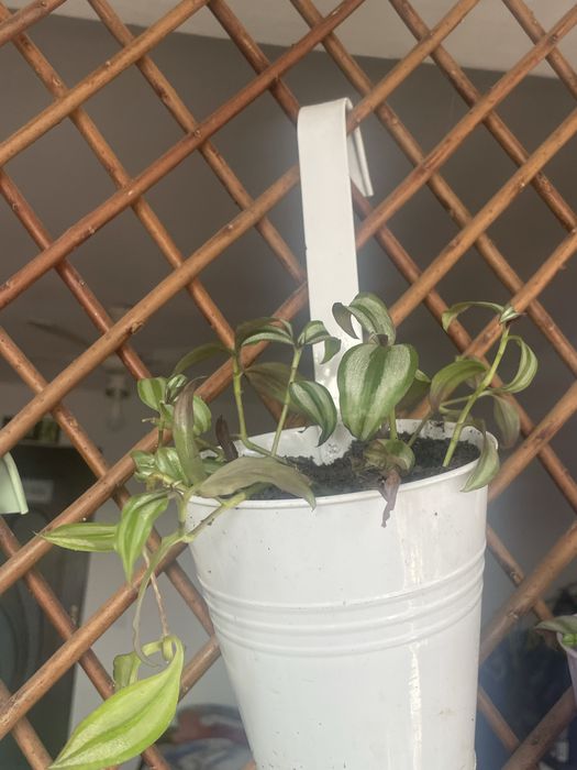 Plante si cactusi de vanzare difera de specie