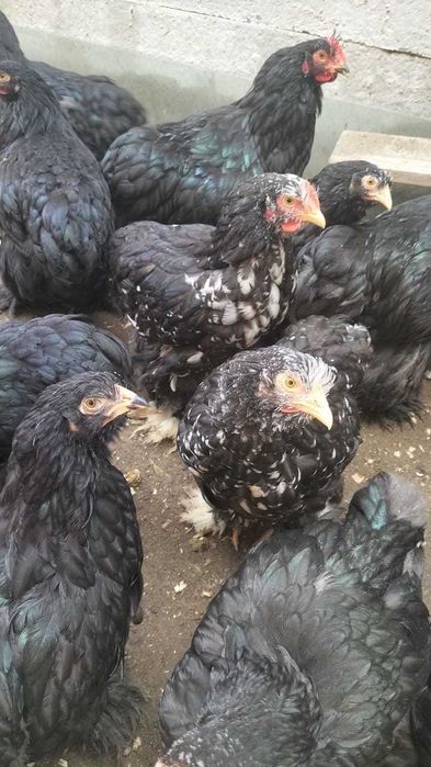 vand pui brahma herminat deschis cochinchina negru, bobat și galben