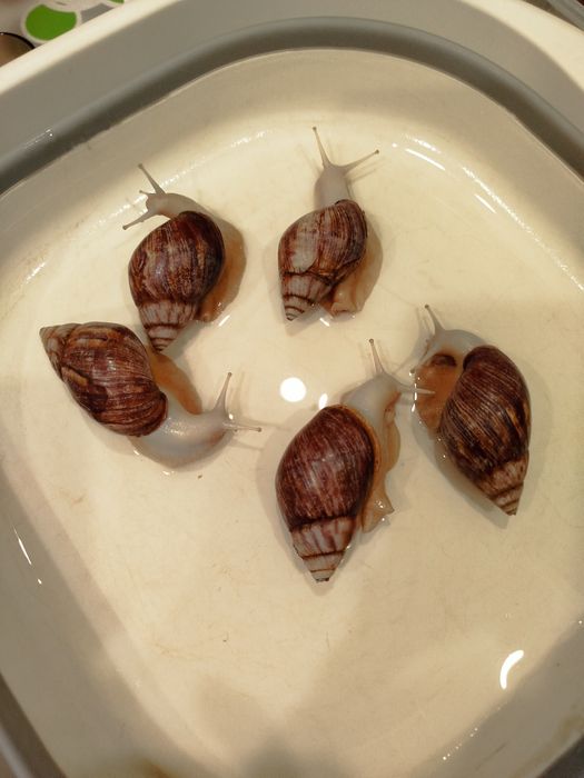 Улитки ахатины,продам