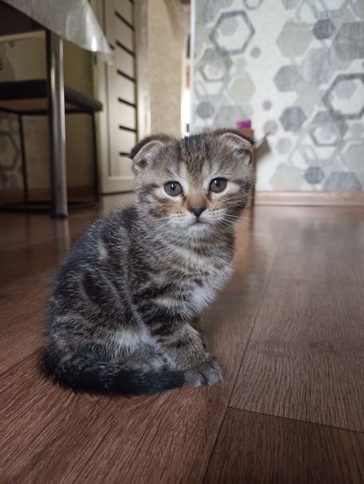 Породистые котята