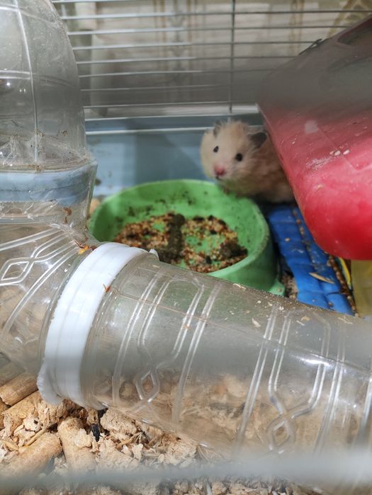 Продам хомяков вместе с клеткой
