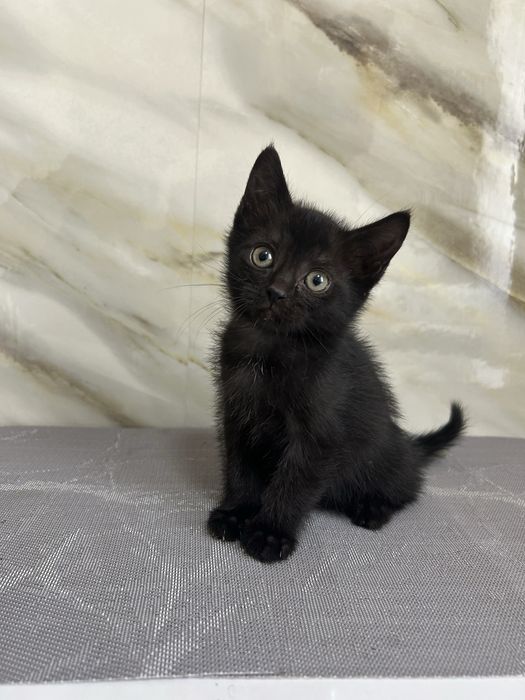 Отдаем котят, в добрые руки