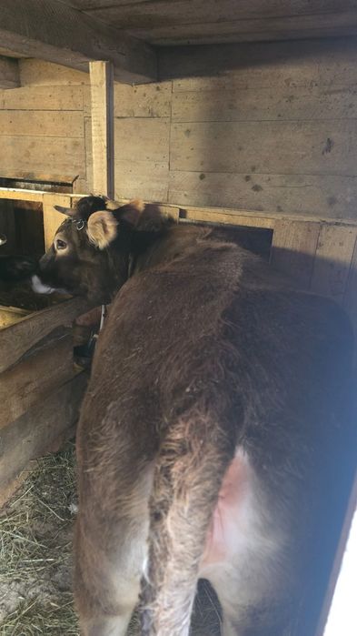 Vând juninca buna de tinut, 1 an si 8 luni