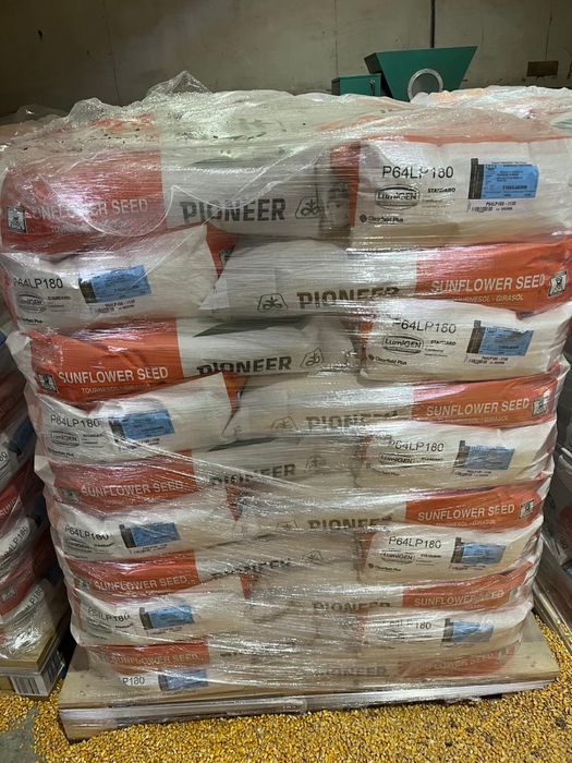 Samanta porumb Pioneer Neoma Syngenta