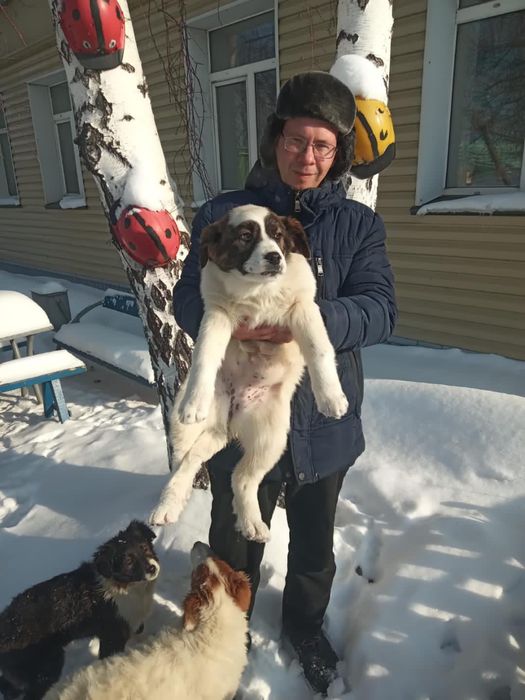 Отдам отличных охранников в добрые руки