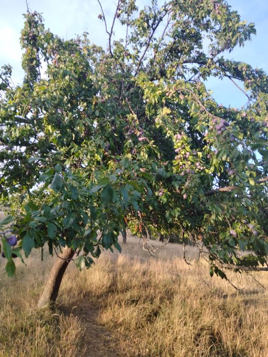 Vand prune.