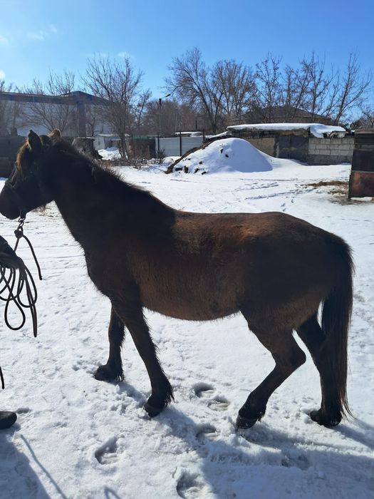 Семіз қысыр би сатамын