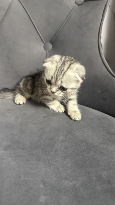 Котята шотландские скоттиш фолд