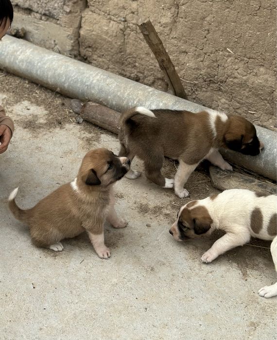 Алабай күшіктер сатылады