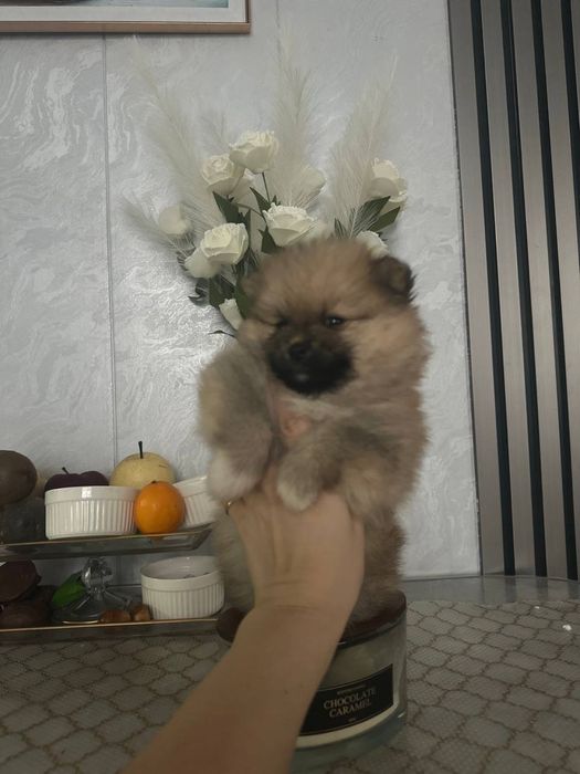 Срочно продам щенят щпица