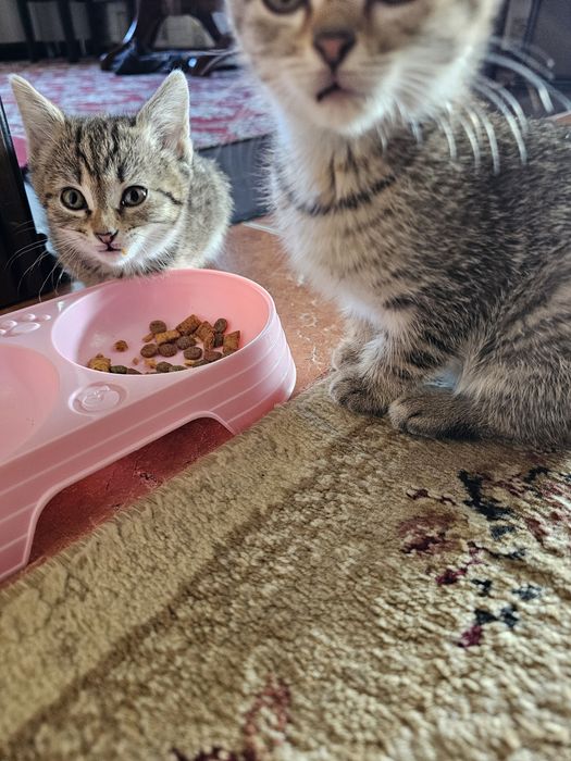 Отдам котят крысоловки
