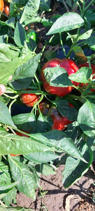 Bihar si Meteorit de vânzare F1 ,Luciu ialomita