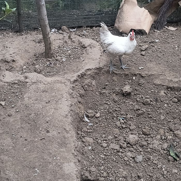 Pui din rasa la bress