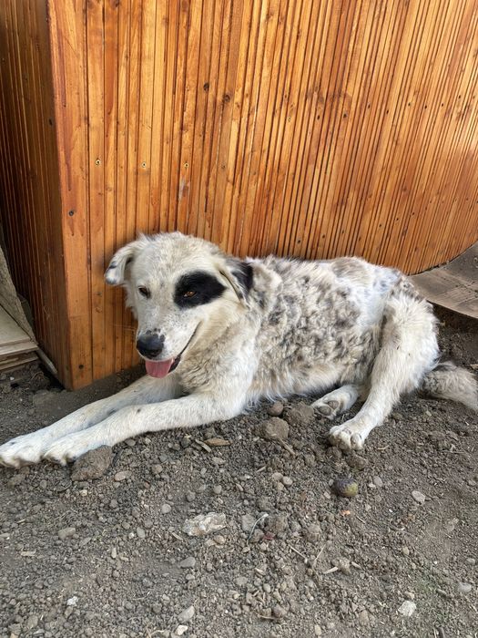 Catel   adoptie Neamt -Bodesti