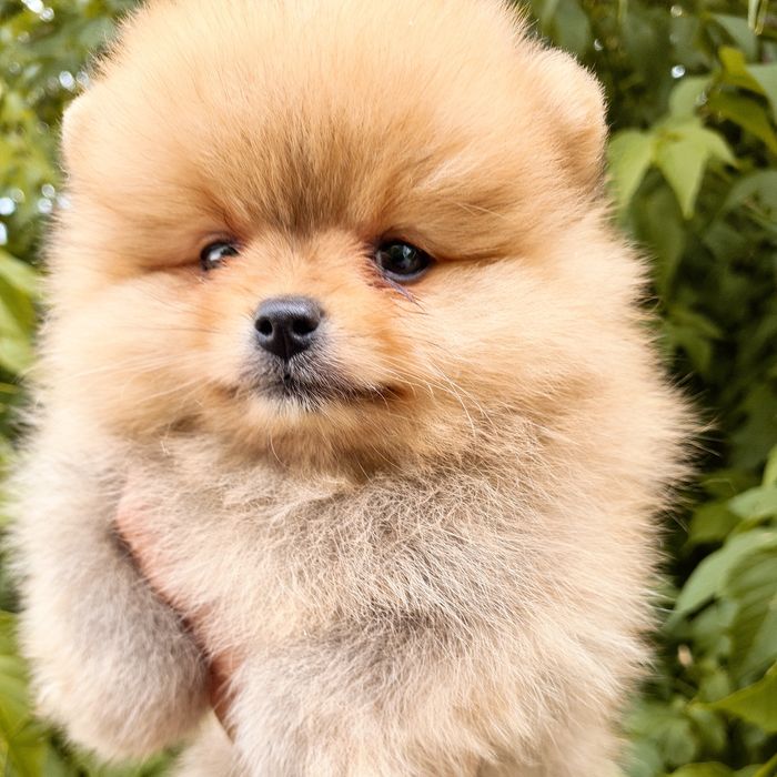 Продам очаровательных щенков шпица.