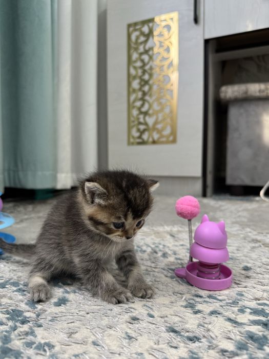 Шотланский котенок Скотиш страйт