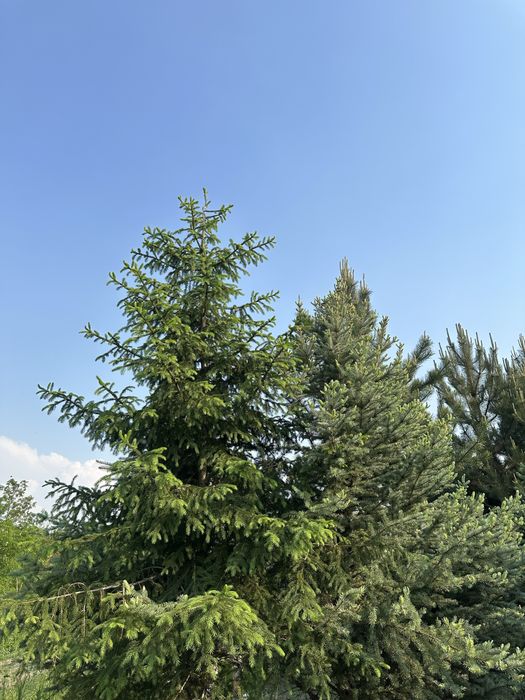 Альпийские пихты, Пихта, Первые руки, Pihtalar birinchi qol pixta