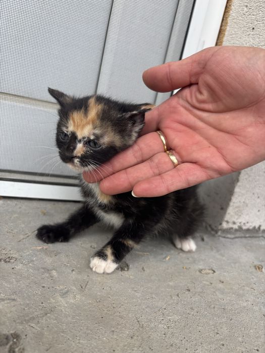 Spre adopție pui de pisică, Caută familie iubitoare!