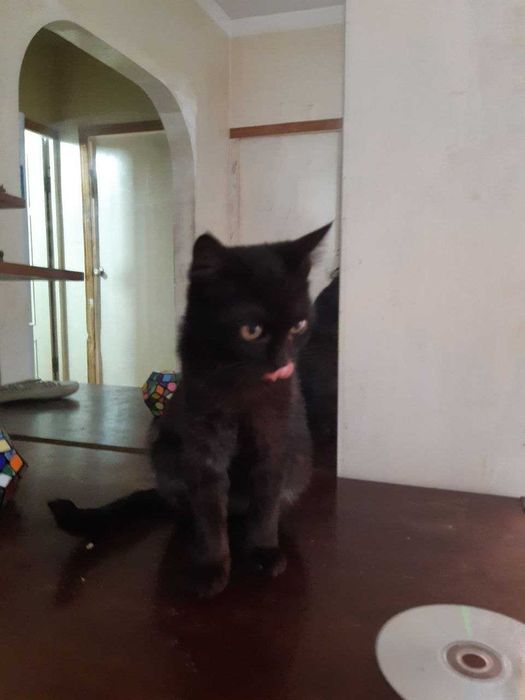 Котенок в добрые руки. Смотрите другие объявления автора