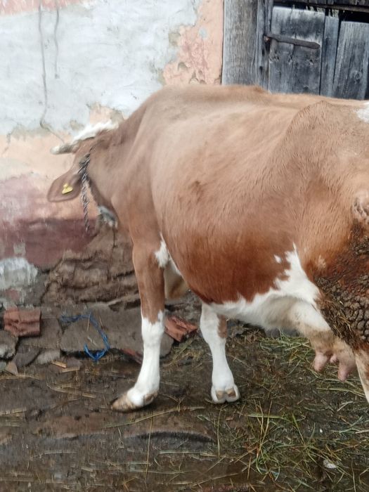 Vând vaca cu vițel