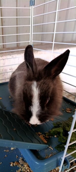 Декоративный кролик