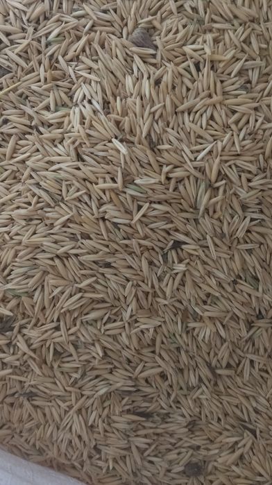 Овёс.   30.   кг