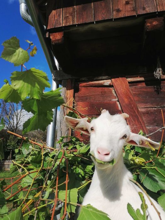 Saanen iezi (masculi) si ieduțe (femele)