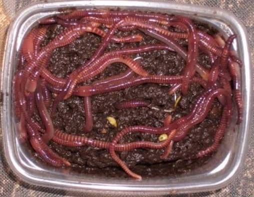 Черви красные.