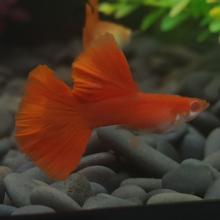 Селекционный гуппи, самец Albino Full Red Guppy