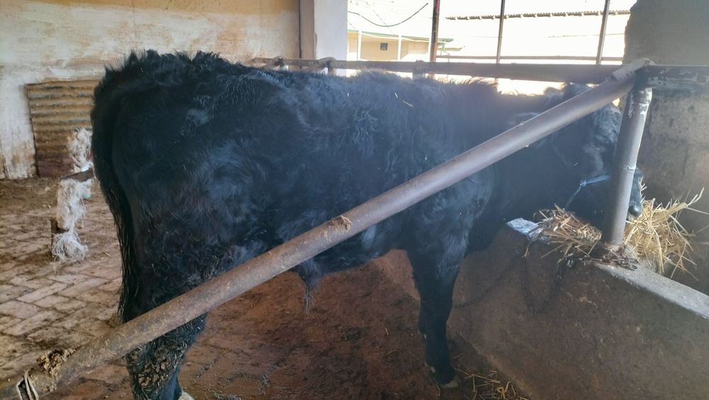 Продам породистых бычков