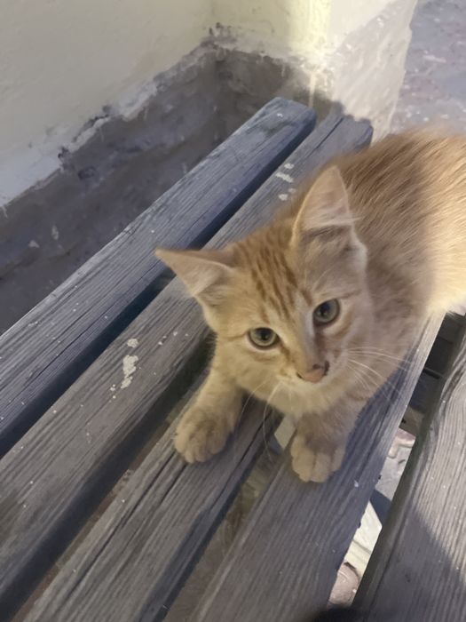 Котята отдам бесплатно